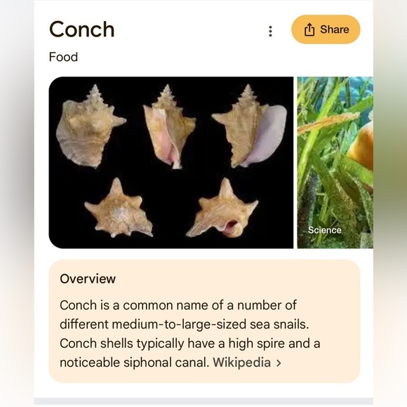 Natural Conch Shell Home Accent - Picture 3 of 4